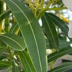 Nerium oleander Leht