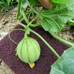 Cucumis melo Fruit