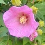 Hibiscus mutabilisFlor