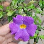 Thunbergia erectaFlor