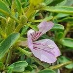 Barleria argentea Цветок