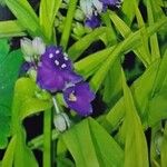 Tradescantia virginiana Hábito