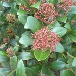 Skimmia japonicaЦветок