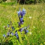 Gentiana asclepiadeaЦвят