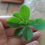 Plectranthus ornatus Leaf