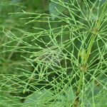 Equisetum sylvaticum List