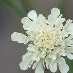 Scabiosa ochroleuca Flower
