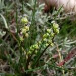 Triglochin bulbosa Blüte