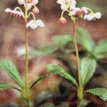 Chimaphila umbellata Агульны выгляд