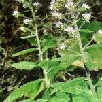 Echium strictum Квітка