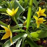 Tulipa sylvestris ফুল