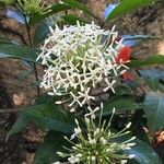 Ixora finlaysoniana其他