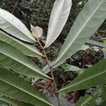Barteria nigritana 葉