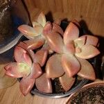 Graptopetalum paraguayenseبرگ