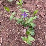 Vinca herbacea Habitus