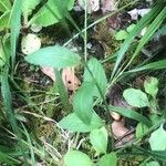 Oenothera rosea Φύλλο