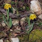 Fritillaria phitosii花