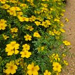 Tagetes tenuifolia Libunga