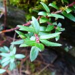 Gaultheria myrsinoides List