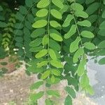 Robinia viscosa برگ