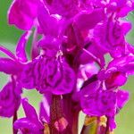 Dactylorhiza majalis Flor