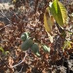 Aesculus californica Fruit