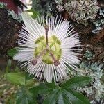 Passiflora foetida Flower