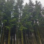 Abies alba Natur