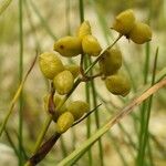 Scheuchzeria palustris Frukt