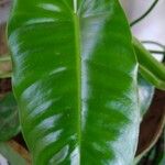 Philodendron burle-marxii Levél