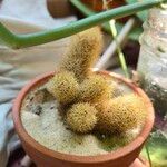 Mammillaria elongata Coajă