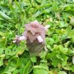 Lamium purpureumFlor