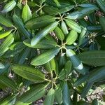 Rhododendron brachycarpum Leaf