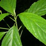 Ruellia stemonacanthoides Leaf