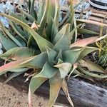 Aloe × schimperi Fulla