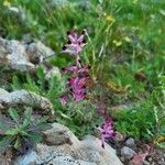 Fumaria muralis Fiore
