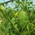 Capsicum baccatum Habit