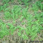 Polypodium californicum Hábito