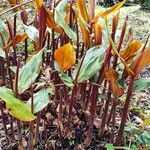 Hedychium greenii Hoja