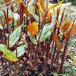 Hedychium greenii Leaf