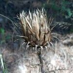 Cynara humilis Fruto