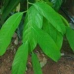 Stelechocarpus burahol ഇല