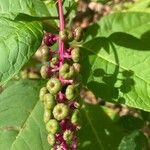 Phytolacca americanaFruit