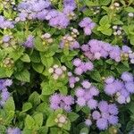 Ageratum houstonianumBlodyn