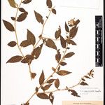 Solanum murinum Otro