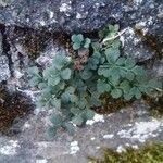 Asplenium ruta-muraria Blad