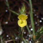 Philydrum lanuginosum Flower