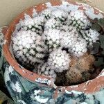 Mammillaria gracilis Hostoa