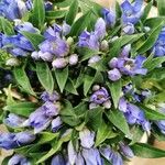 Gentiana scabra Květ