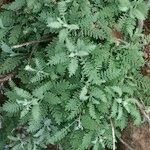 Descurainia millefolia 形態